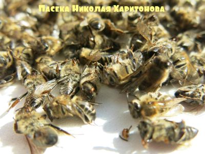 Лот: 7253167. Фото: 1. Пчелиный подмор - 0,5 л. 2018... Мёд, продукты пчеловодства
