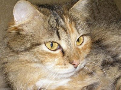 Лот: 861790. Фото: 1. Пушистая кошка хочет стать вашим... Остальные животные