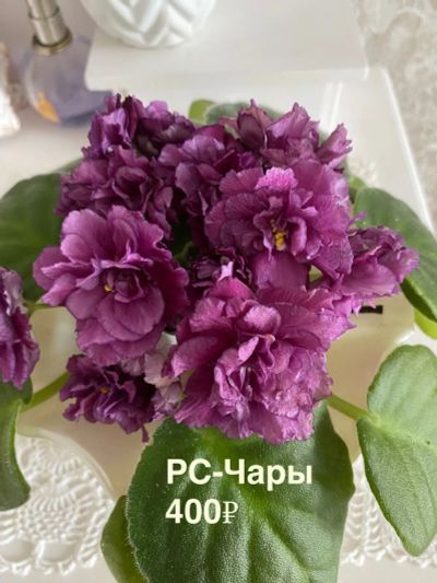 Лот: 25600700. Фото: 1. Сортовые цветущие фиалки. Горшечные растения и комнатные цветы