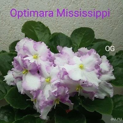 Лот: 10735213. Фото: 1. Фиалка Optimara Mississippi детка. Горшечные растения и комнатные цветы