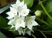 Лот: 3134393. Фото: 1. Хойя магнифика -Hoya magnifica. Горшечные растения и комнатные цветы