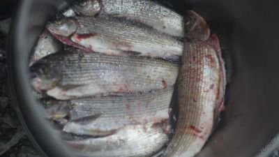 Лот: 5741948. Фото: 1. Хариус ангарский - 350 руб. за... Икра, рыба, морепродукты