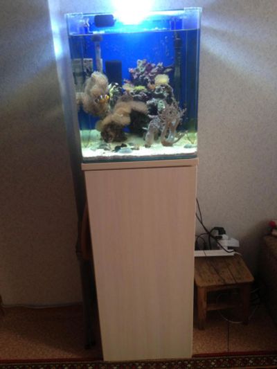 Лот: 6462951. Фото: 1. Морской аквариум. Аквариумы, террариумы