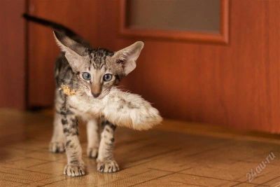 Лот: 2437058. Фото: 1. Ориентальные котята - девочка... Кошки, котята