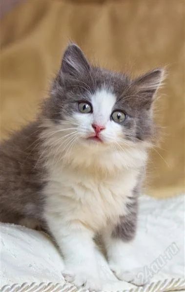 Лот: 2840808. Фото: 1. Пушистый котенок!. Кошки, котята