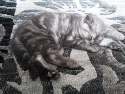 Лот: 2760768. Фото: 1. британец - котенок. Кошки, котята