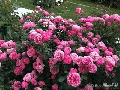 Лот: 13750112. Фото: 1. Роза Леонардо да Винчи. Садовые цветы