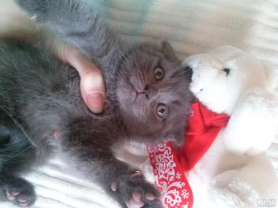 Лот: 9204761. Фото: 1. Вислоухие котята (Шотландские). Кошки, котята