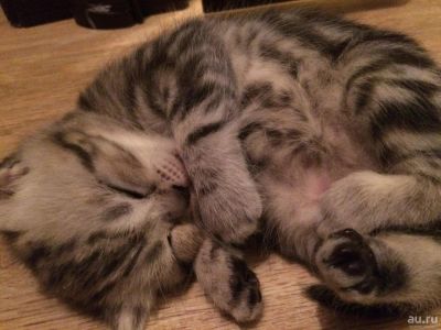 Лот: 8650974. Фото: 1. Породистые британские котята. Кошки, котята