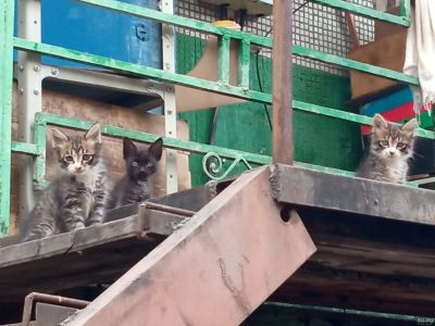 Лот: 18032871. Фото: 1. Котята беспородные. Кошки, котята