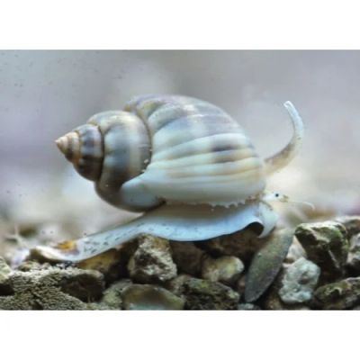 Лот: 5150948. Фото: 1. Улитка песчаная нассариус. Моллюски, ракообразные, кораллы