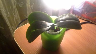 Лот: 8329089. Фото: 1. орхидея фаленопсис миди .фиолетовая... Горшечные растения и комнатные цветы