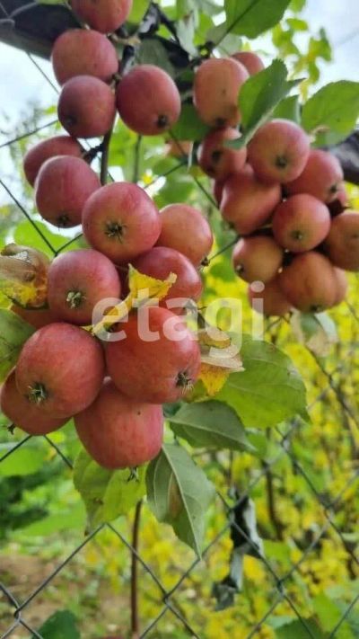 Лот: 25289687. Фото: 1. 2-комн. дача , садовое товарищество... Дачи