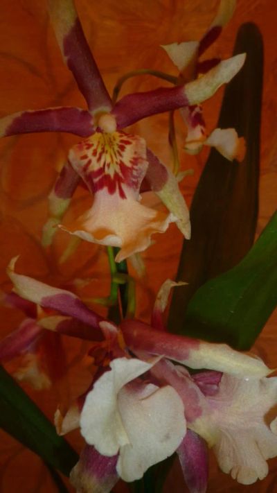 Лот: 6392282. Фото: 1. орхидея (камбрия) отцветает. Горшечные растения и комнатные цветы