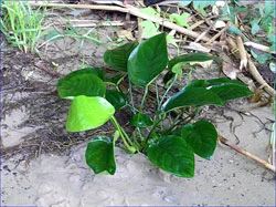 Лот: 3627023. Фото: 1. Анубиас Anubias Barteri var.nana. Водные растения