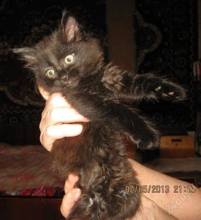 Лот: 2780807. Фото: 1. отдам котенка девочку пушистую... Кошки, котята