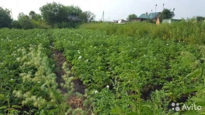 Лот: 10900831. Фото: 1. Участок 9 сот. (СНТ,ДНП). Другое (для дачи, дома, огорода, бани, парка)