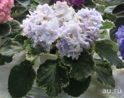 Лот: 13360145. Фото: 1. Фиалка Buckeye Big Snowstorm... Горшечные растения и комнатные цветы