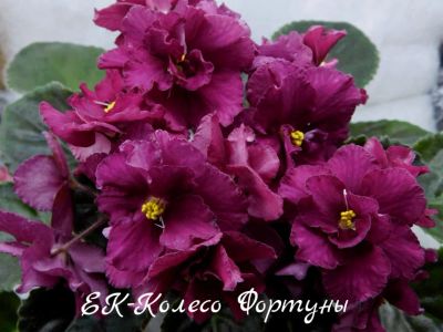 Лот: 8399608. Фото: 1. Фиалка сортовая ЕК-Колесо Фортуны... Горшечные растения и комнатные цветы