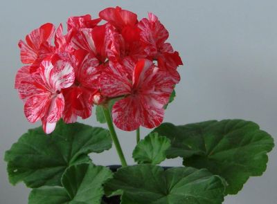 Лот: 13906362. Фото: 1. Пеларгония Peppermint Twist. Горшечные растения и комнатные цветы