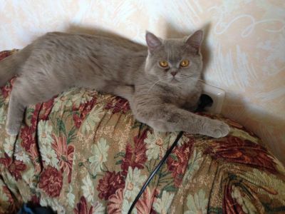 Лот: 12365550. Фото: 1. отдам кошку в хорошие руки. Кошки, котята