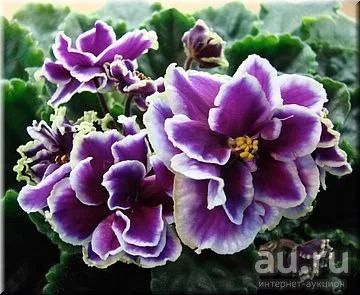 Лот: 9781289. Фото: 1. Сортовая фиалка Shimmering Sunshine... Горшечные растения и комнатные цветы