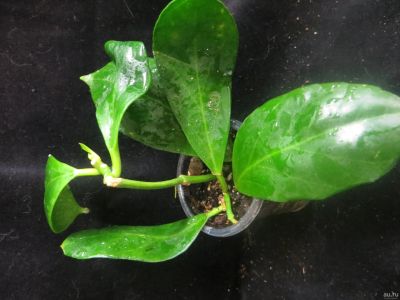 Лот: 13557781. Фото: 1. Хойя Hoya obscura. Горшечные растения и комнатные цветы