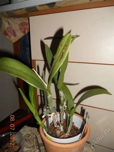 Лот: 1942039. Фото: 1. Орхидея Каттлея. Горшечные растения и комнатные цветы