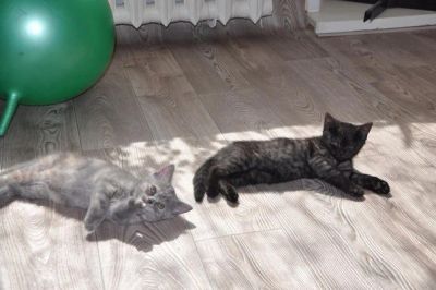 Лот: 7518673. Фото: 1. Британская лапочка. Кошки, котята