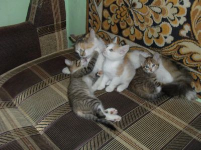 Лот: 4325837. Фото: 1. Отдадим двух котят. Кошки, котята