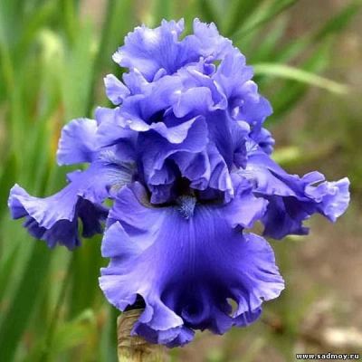 Лот: 14300937. Фото: 1. Ирис №222-Yaquina blu. Садовые цветы