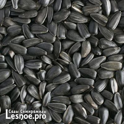 Лот: 8261258. Фото: 1. Семечки подсолнечника (нежареные... Крупы, сыпучие продукты