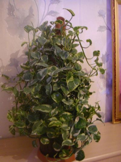 Лот: 2707450. Фото: 1. Epipremnum aureum N’Joy или Сцендапсус. Горшечные растения и комнатные цветы