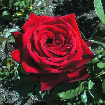 Лот: 11571197. Фото: 1. Роза садовая красный бархат. Садовые цветы