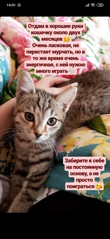 Лот: 14578613. Фото: 1. Котенок. Кошки, котята