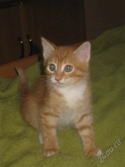 Лот: 1266518. Фото: 1. Отдам рыжего котенка. Кошки, котята