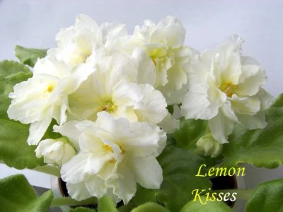 Лот: 7964588. Фото: 1. Фиалка Lemon Kisses, маленькая... Горшечные растения и комнатные цветы