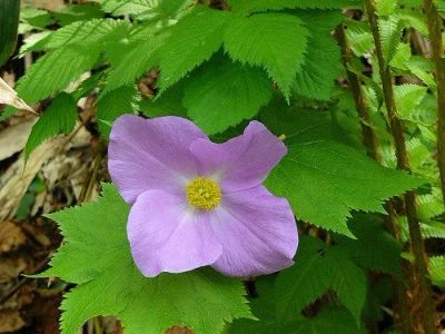 Лот: 6704860. Фото: 1. Glaucidium palmatum (растение... Другое (семена, рассада, садовые растения)