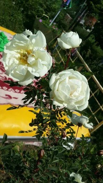 Лот: 7852041. Фото: 1. Розы кустовые. Садовые цветы