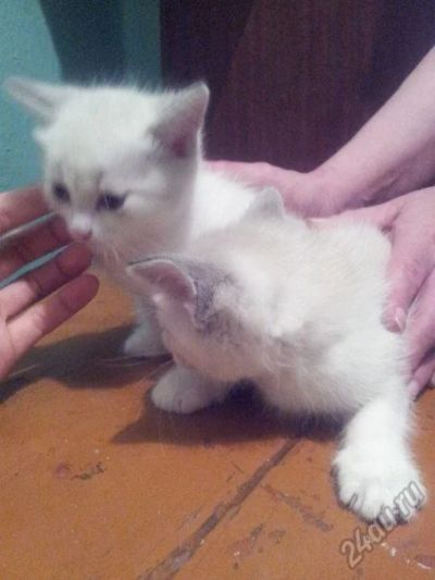 Лот: 5677604. Фото: 1. Котята от сиамской кошки. Кошки, котята