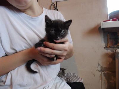 Лот: 3059214. Фото: 1. Отдам в хорошие руки котенка. Кошки, котята