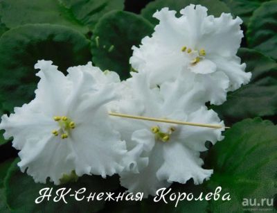 Лот: 8486522. Фото: 1. Продам лист сортовой фиалки НК-Снежная... Горшечные растения и комнатные цветы