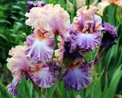 Лот: 11059207. Фото: 1. ирис florentine silk. Садовые цветы