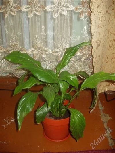 Лот: 895763. Фото: 1. спатифиллум. Горшечные растения и комнатные цветы