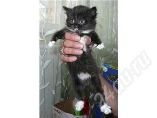 Лот: 503704. Фото: 1. Черная кошечка. Остальные животные