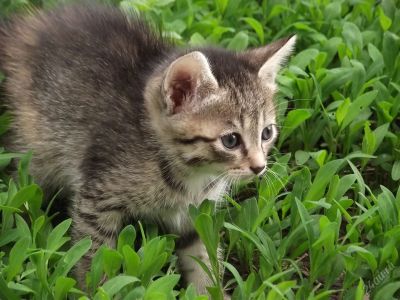 Лот: 5645269. Фото: 1. Котятки полубританцы. Кошки, котята