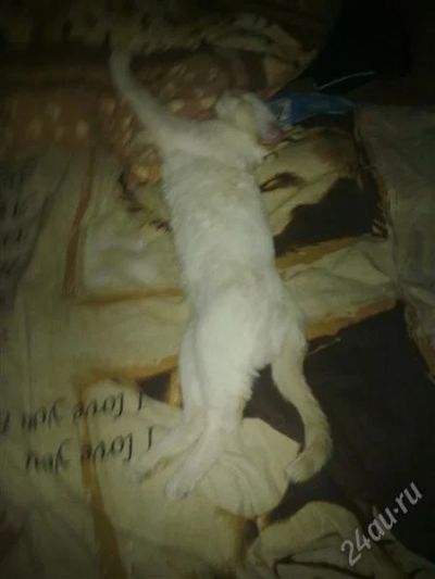Лот: 1531348. Фото: 1. милый ласковый котик:). Кошки, котята