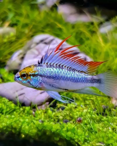 Лот: 16523503. Фото: 1. Three-striped Dwarf Cichlid (Апистограмма... Рыбки