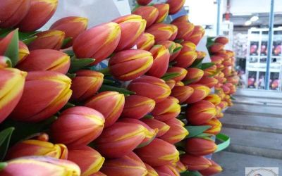 Лот: 10673851. Фото: 1. Тюльпаны оптом, сорт Worlds Favourite... Свежие цветы