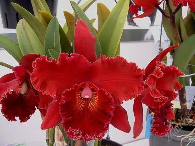 Лот: 1711490. Фото: 1. Blc. Chia Lin. Горшечные растения и комнатные цветы